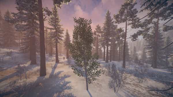 birch-simulator