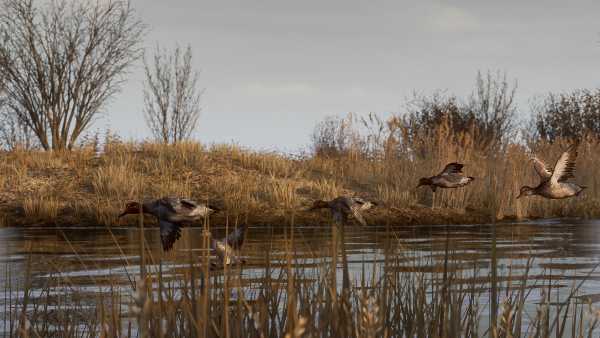 bult-hunting-simulator