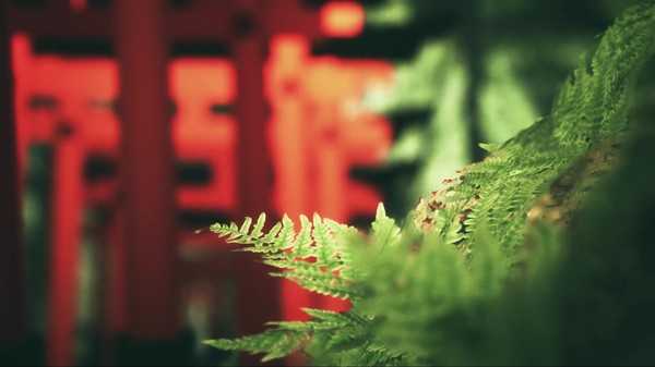 explore-fushimi-inari