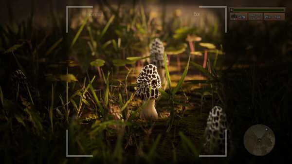 morels-the-hunt