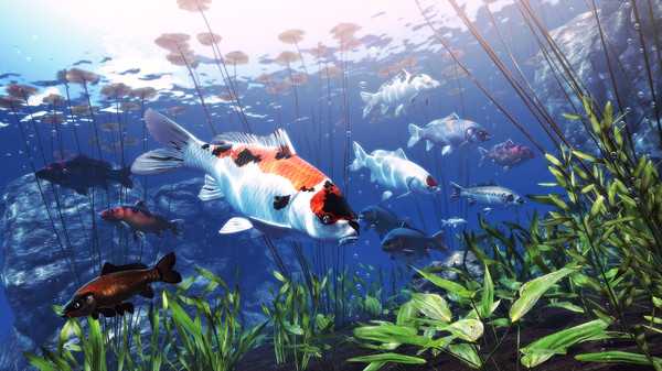 my-koi-viet-hoa