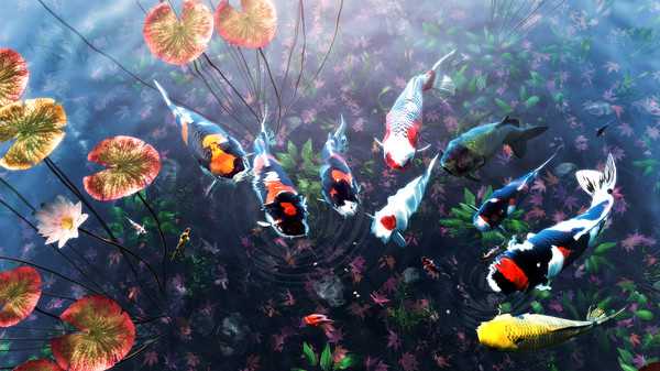my-koi-viet-hoa