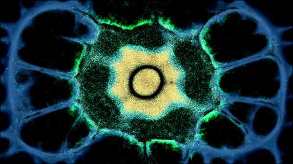 physarum-slime-mold-simulator-viet-hoa