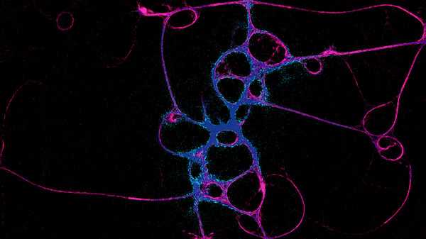 physarum-slime-mold-simulator-viet-hoa