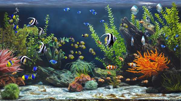 zen-aquarium